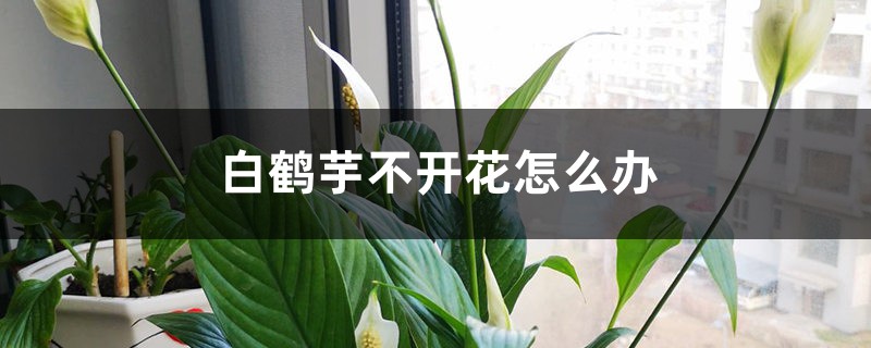 白鹤芋不开花怎么办