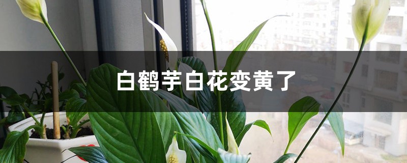 白鹤芋白花变黄了的原因