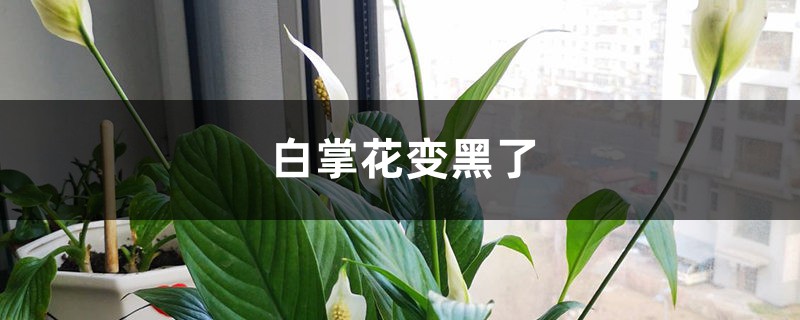 白掌花变黑了的原因