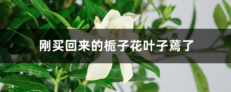 刚买回来的栀子花叶子蔫了怎么办