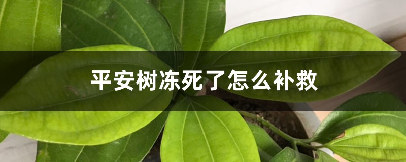 平安树冻死了怎么补救