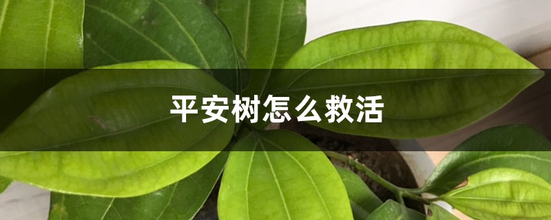 平安树怎么救活