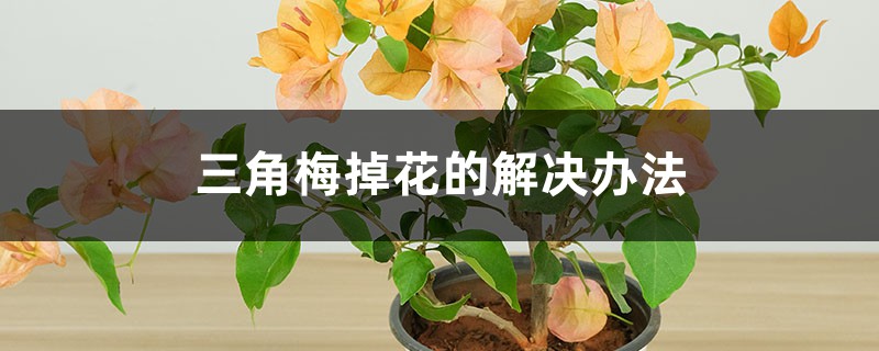 三角梅掉花的解决办法