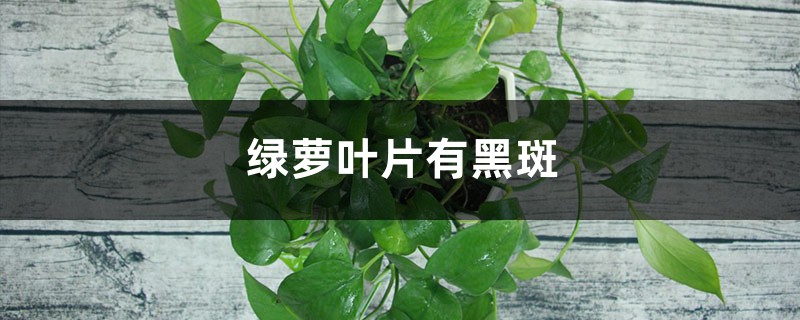 绿萝叶片有黑斑怎么办