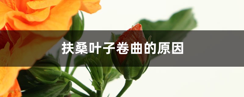 扶桑叶子卷曲的原因