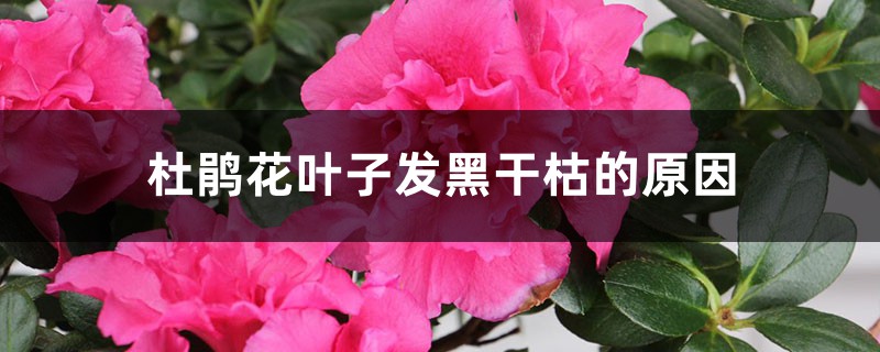 杜鹃花叶子发黑干枯的原因