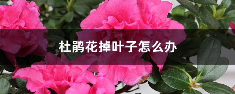 杜鹃花掉叶子怎么办