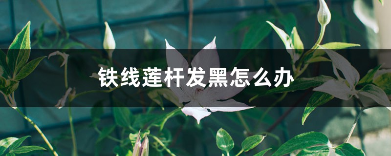 铁线莲杆发黑怎么办