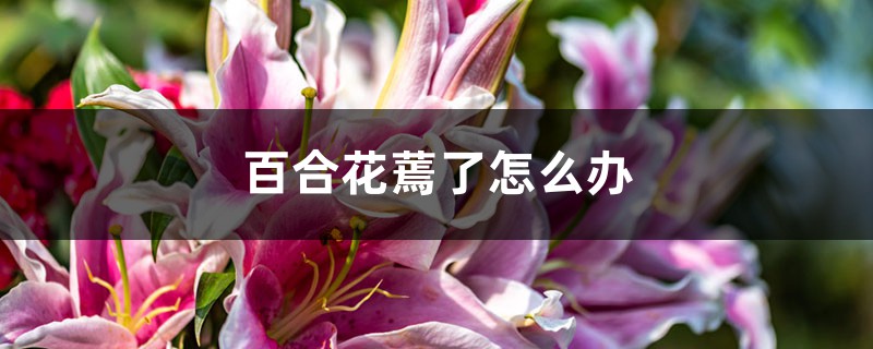 百合花蔫了怎么办