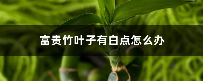 富贵竹叶子有白点怎么办