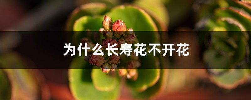 为什么长寿花不开花