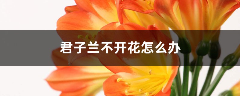 君子兰不开花怎么办