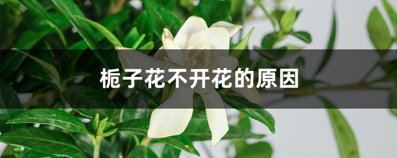 栀子花不开花的原因