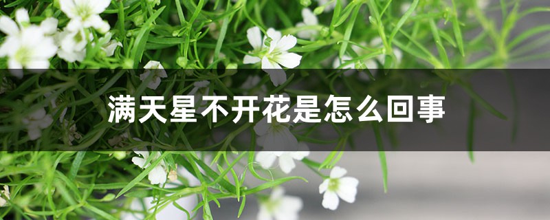 满天星不开花是怎么回事