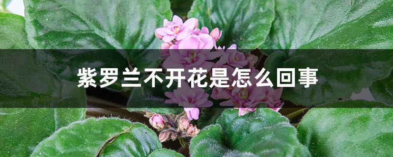 紫罗兰不开花是怎么回事