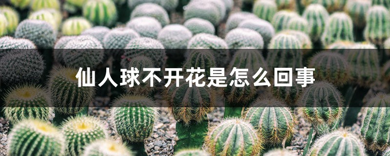 仙人球不开花是怎么回事