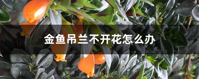 金鱼吊兰不开花怎么办