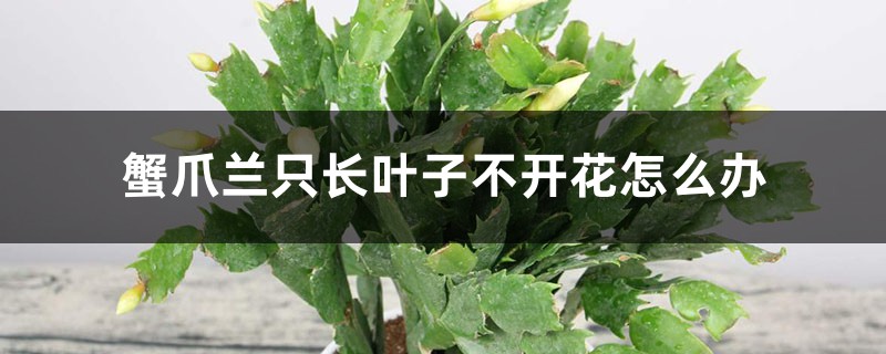 蟹爪兰只长叶子不开花怎么办