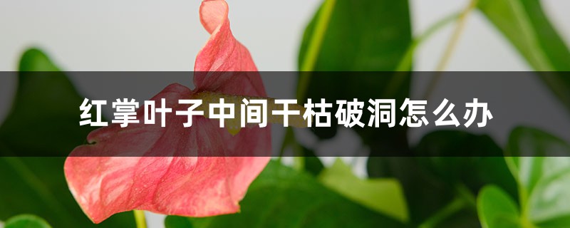 红掌叶子中间干枯破洞怎么办