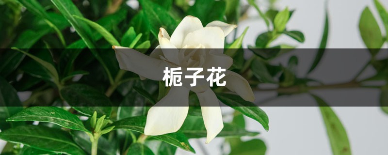 用这水一浇，栀子黄叶变绿叶，蹭蹭猛开花，邻居看了都眼红！