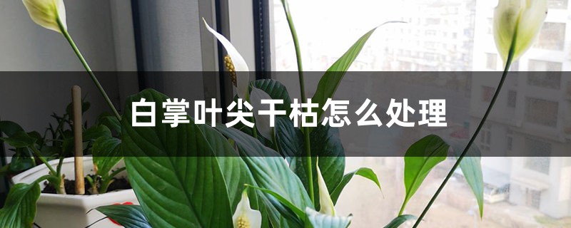 白掌叶尖干枯怎么处理