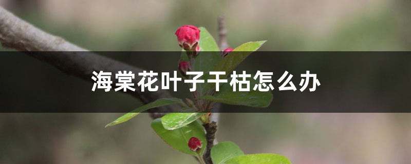 海棠花叶子干枯怎么办