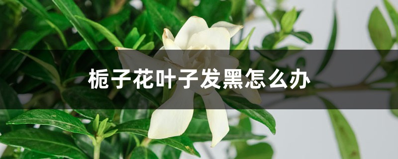 栀子花叶子发黑怎么办