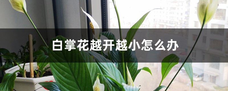 白掌花越开越小怎么办