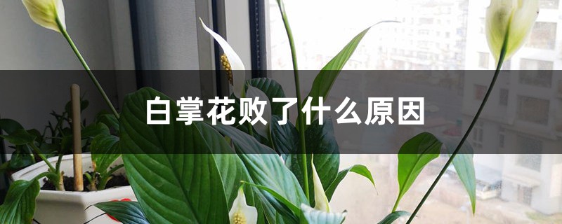 白掌花败了什么原因