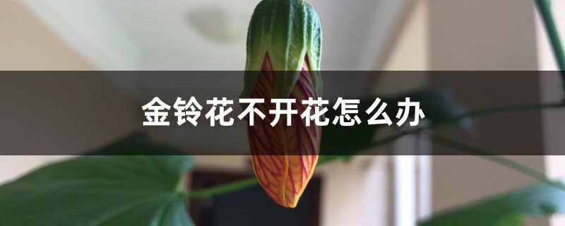 金铃花不开花怎么办