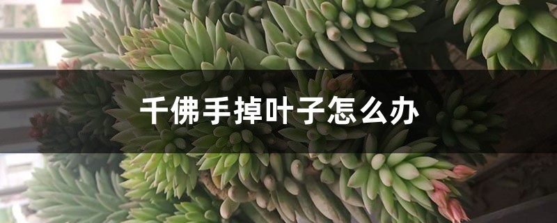 千佛手掉叶子怎么办