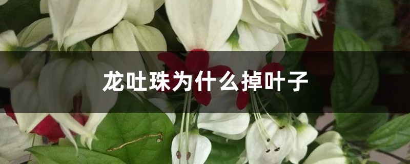 龙吐珠为什么掉叶子