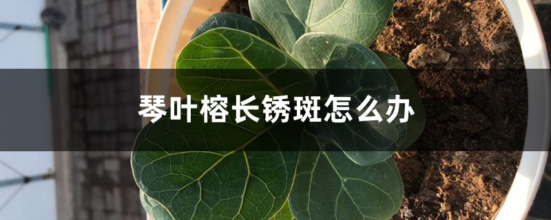 琴叶榕长锈斑怎么办