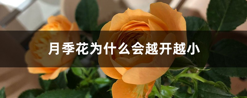 月季花为什么会越开越小