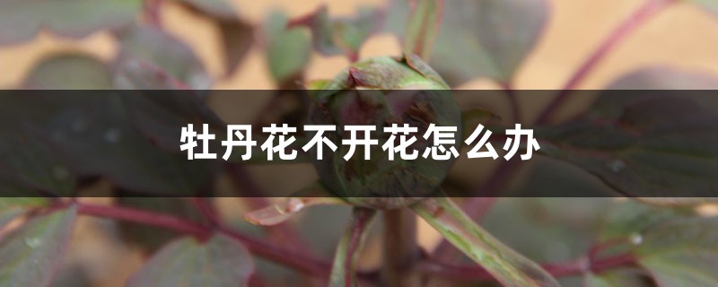 牡丹花不开花怎么办