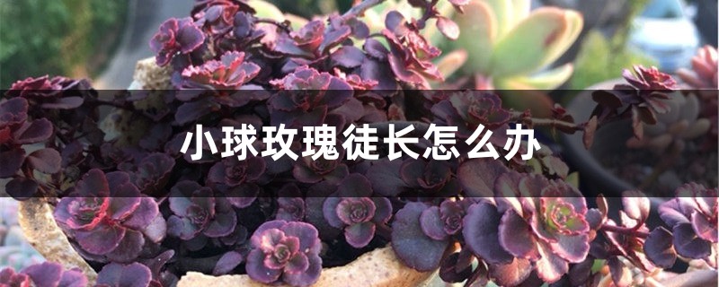 小球玫瑰徒长怎么办