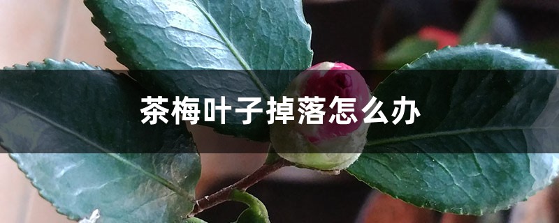 茶梅叶子掉落怎么办