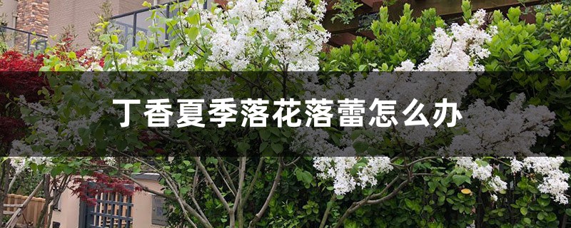 丁香夏季落花落蕾怎么办