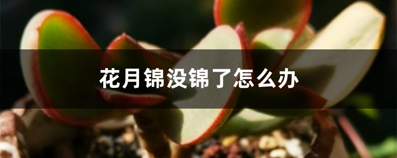 花月锦没锦了怎么办