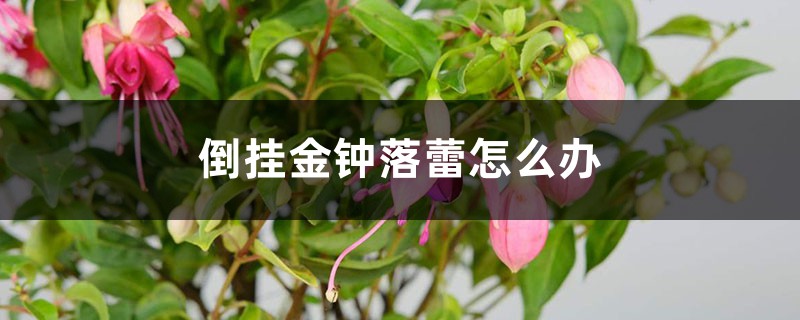 倒挂金钟落蕾怎么办