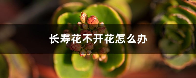 长寿花不开花怎么办