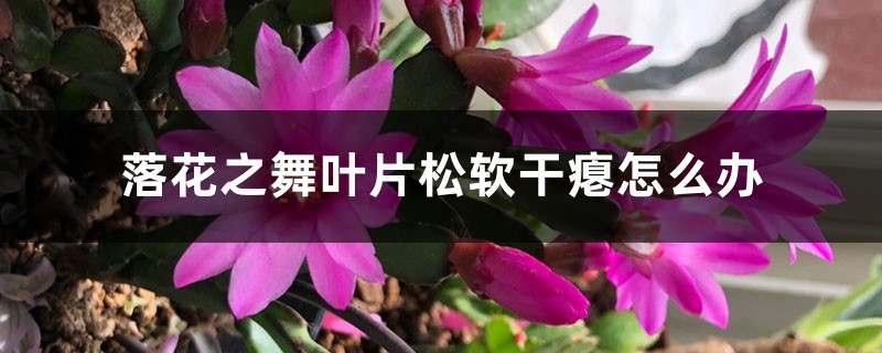 落花之舞叶片松软干瘪怎么办