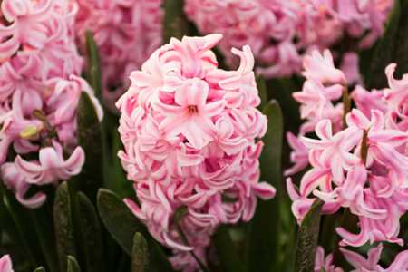 风信子花期，风信子的花语