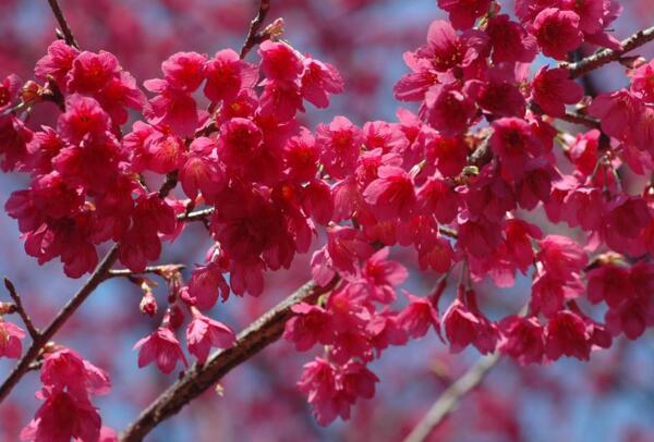 山樱花的花语_花语大全