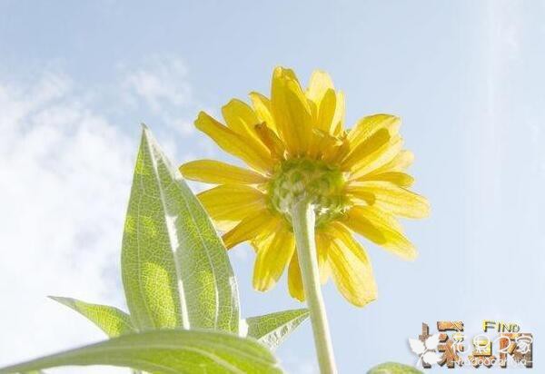 盘点十大世界上花语最黑暗的花，黑色曼陀罗最邪恶