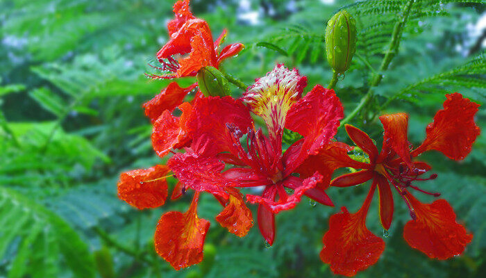 摄图网_500855795_banner_雨中的凤凰花（企业商用）.jpg