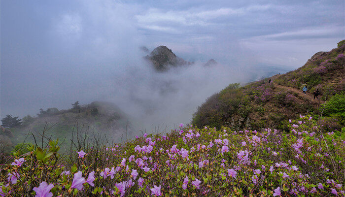 花草、野花 (3).jpg