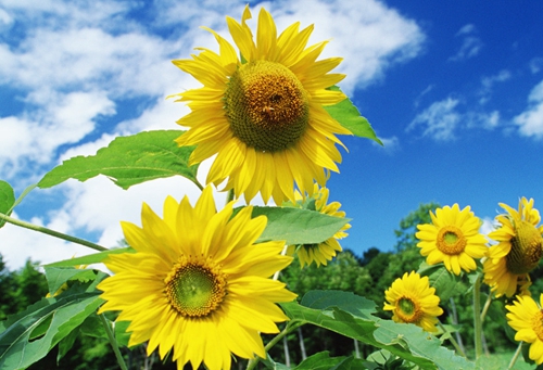 向日葵的花语、花期等问题汇总