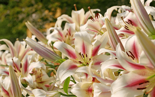 送百合花代表什么？百合花花语大了解！