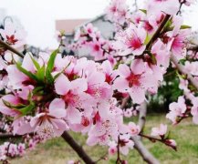 桃花花语哪些？